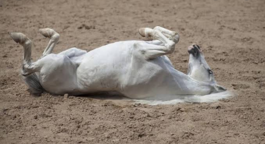 Screenshot_2022-06-30-10-18-38-07_680d03679600f7af0b4c700c6b270fe7