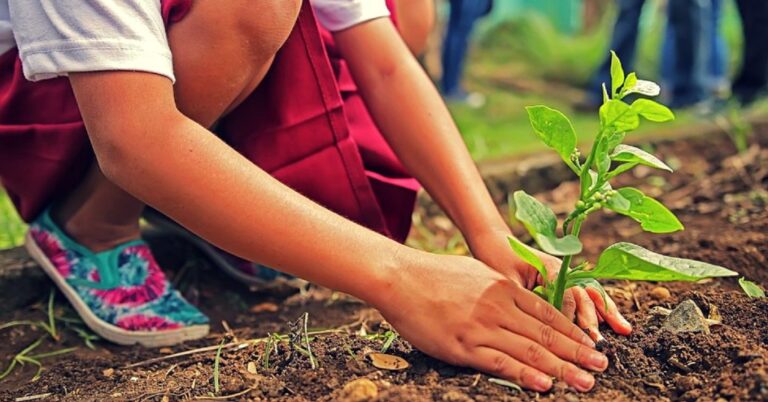 Van Mahotsav will be celebrated in UP on July 22 with the message of plant trees and save trees, target is to plant 300 million saplings