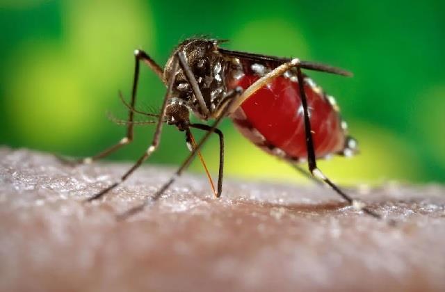 Risk of malaria increased in monsoon, outbreak spread globally, experts expressed concern