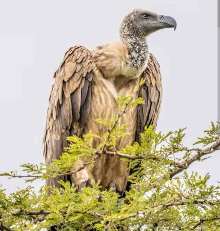 IMG_20240728_062128_568