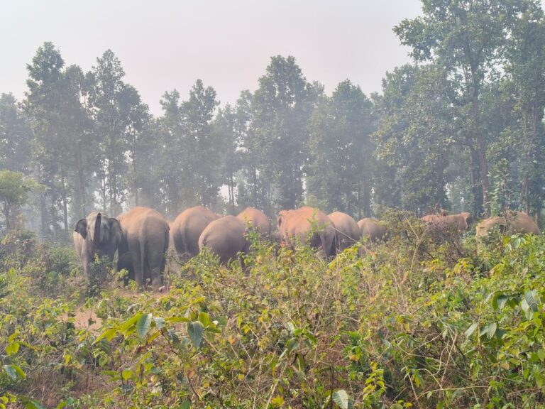 IMG_20241128_190620_270