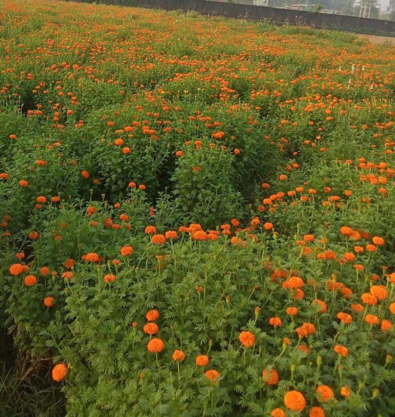 IMG_20241217_172815_763