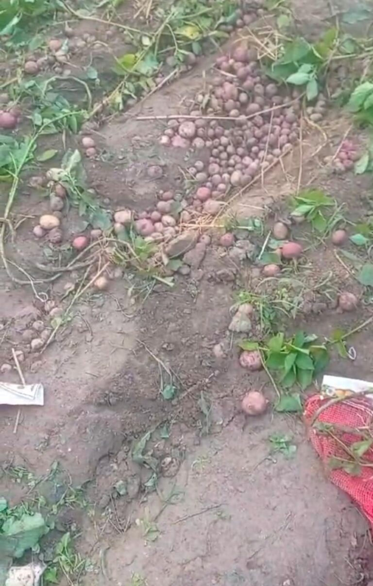 IMG_20241221_180820_974