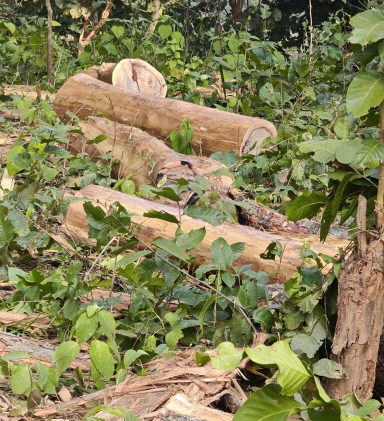 IMG_20241225_181556_893