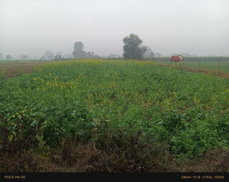 IMG_20241228_123919_231