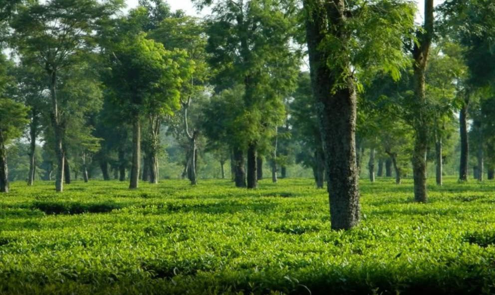 IMG_20250201_155551_416