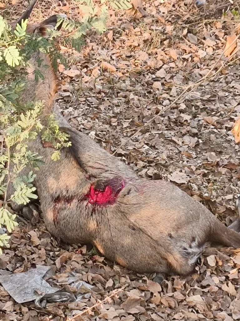 IMG_20250321_131726_761