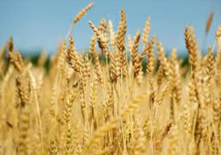 IMG_20250423_172746_497