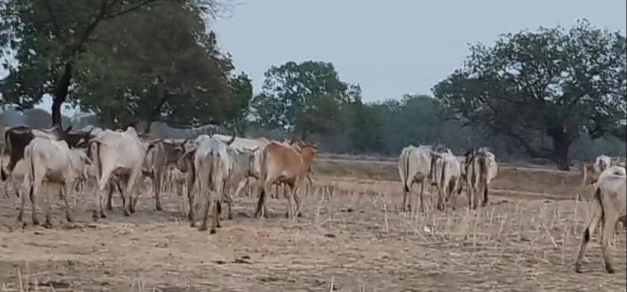 IMG_20250528_114636_850