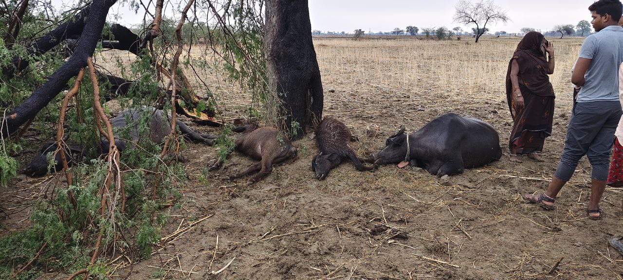 IMG_20250529_150410_564