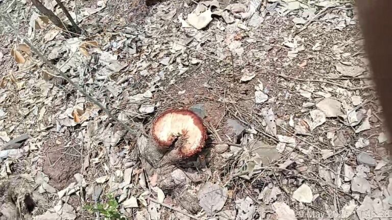 IMG_20250530_074917_921