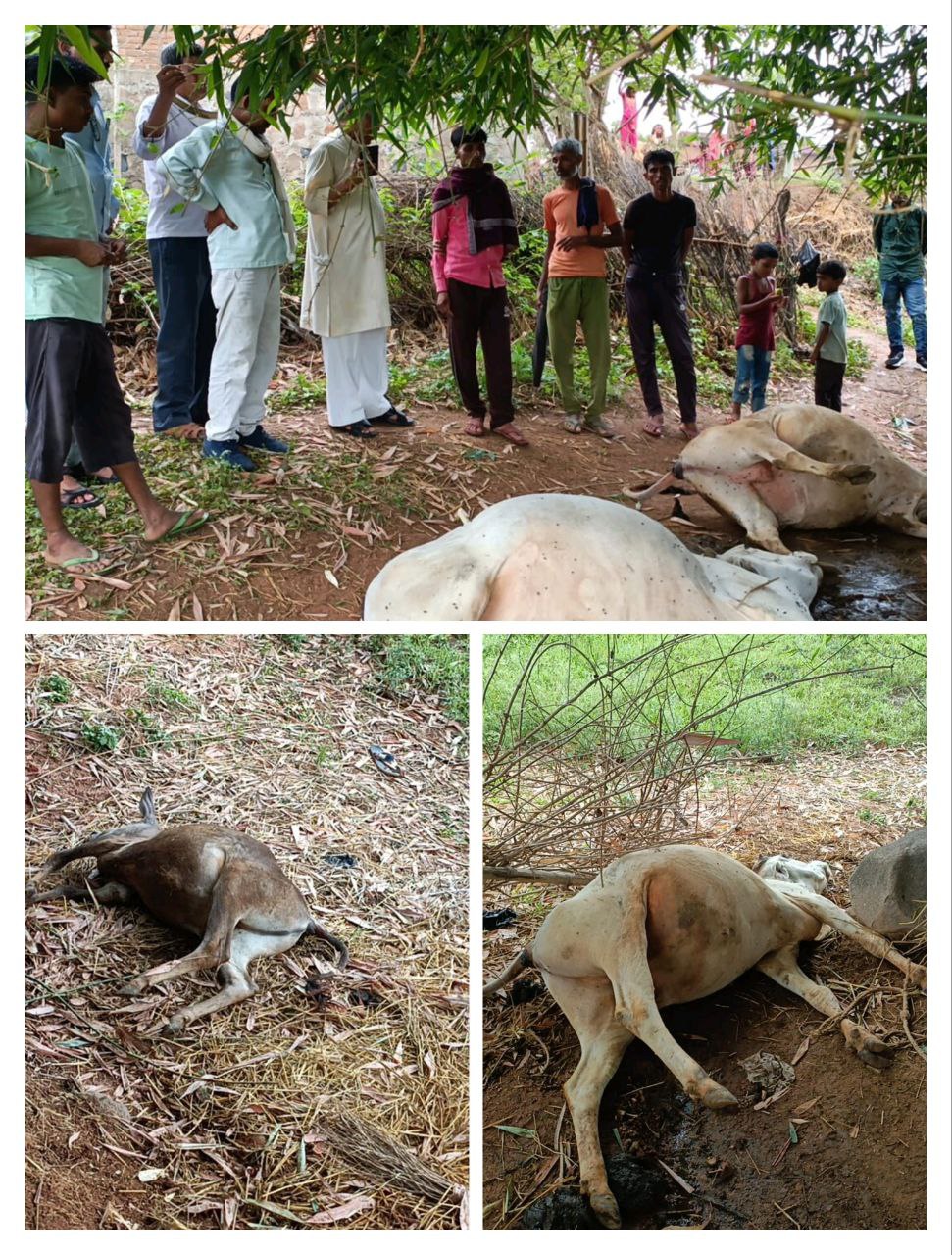 IMG_20250618_192224_797