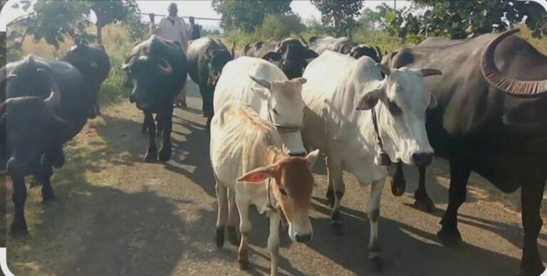 IMG_20250702_202514_986