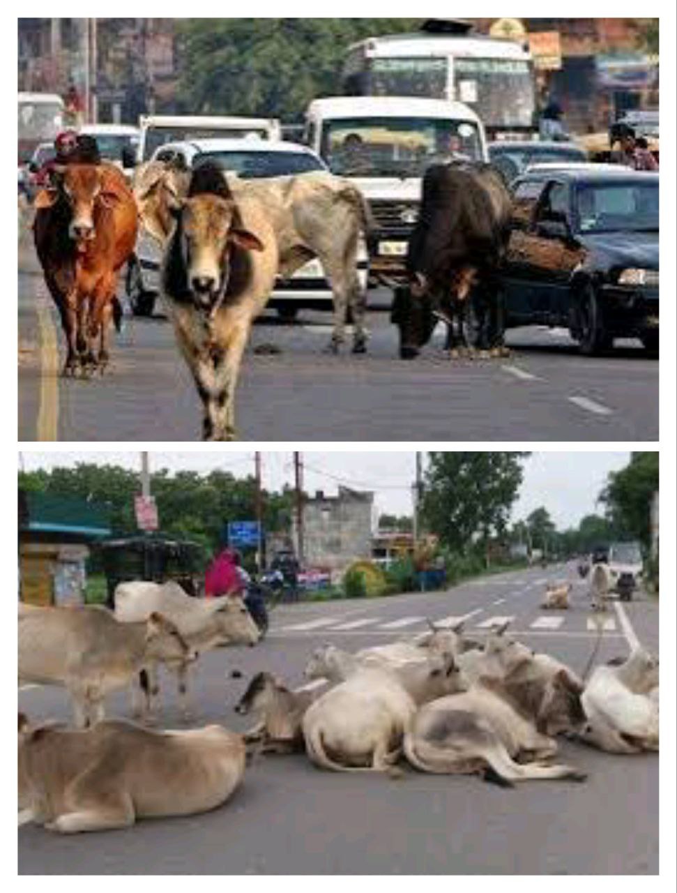 IMG_20250730_072405_288