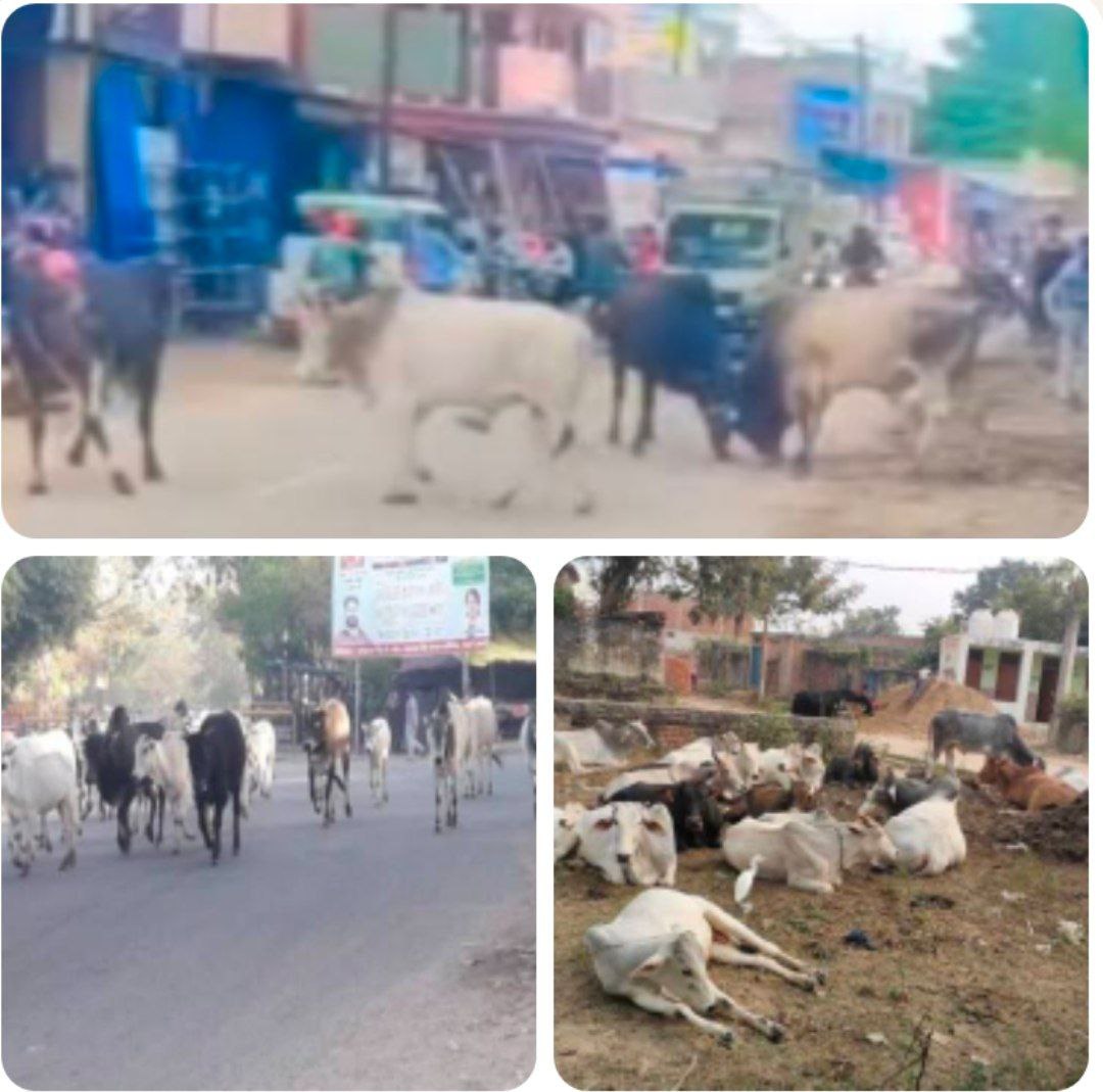 IMG_20250731_175611_797