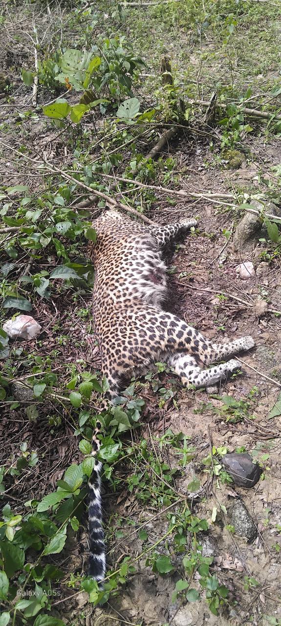 IMG_20250829_082049_808