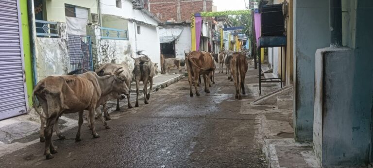 IMG_20250904_115631_567