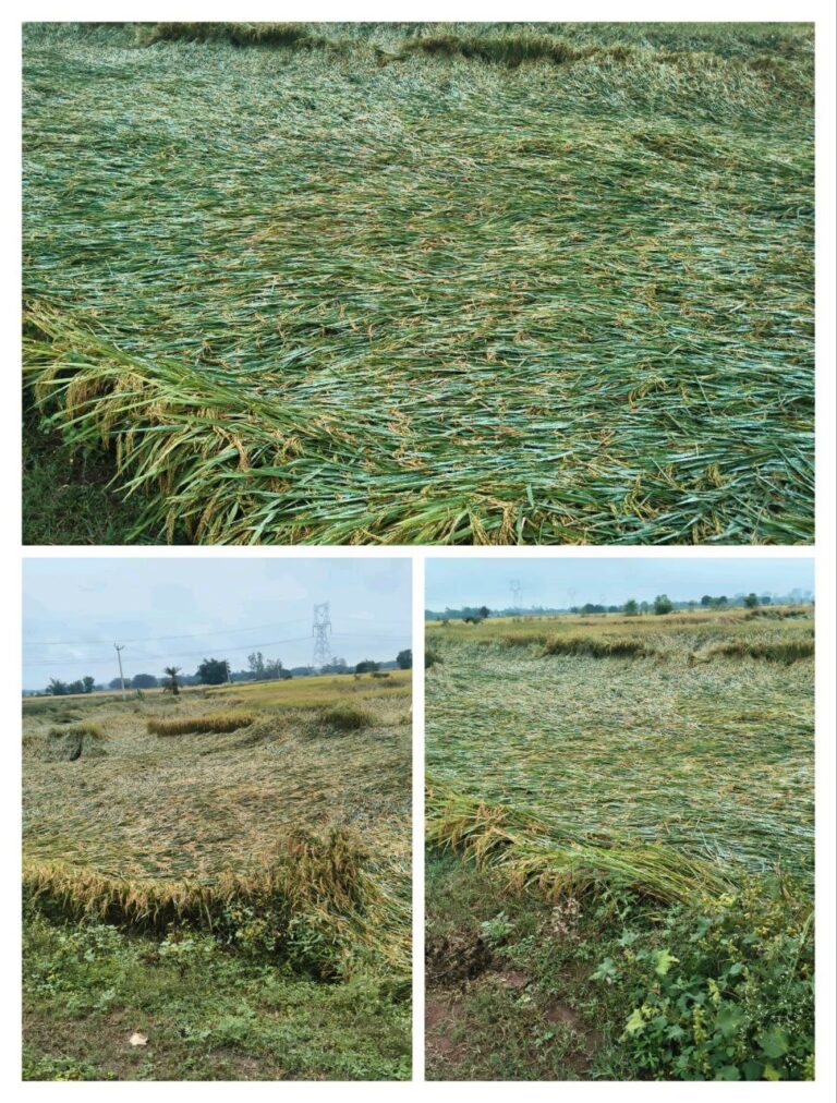 IMG_20251101_193155_295