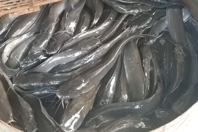 6131860659327669071