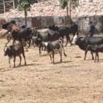 IMG_20260929_060117_654